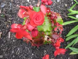 Image of Begonia tuberhybrida Voss