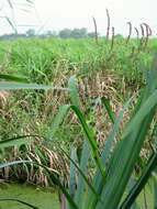 Image of Branched Bur-reed