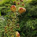 Kohleria allenii Standl. & L. O. Williams resmi