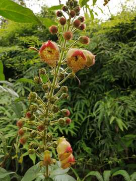 Image of Kohleria allenii Standl. & L. O. Williams