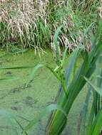 Image of Branched Bur-reed