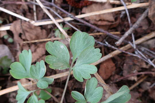 Image of Peronospora corydalis