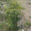 Image of pepper saxifrage
