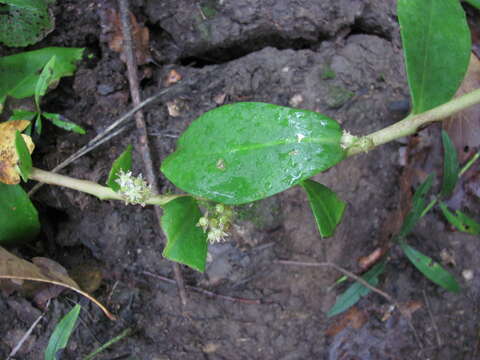 Image of Orpine