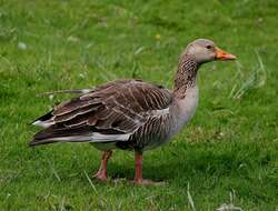 Image of Greylag Goose