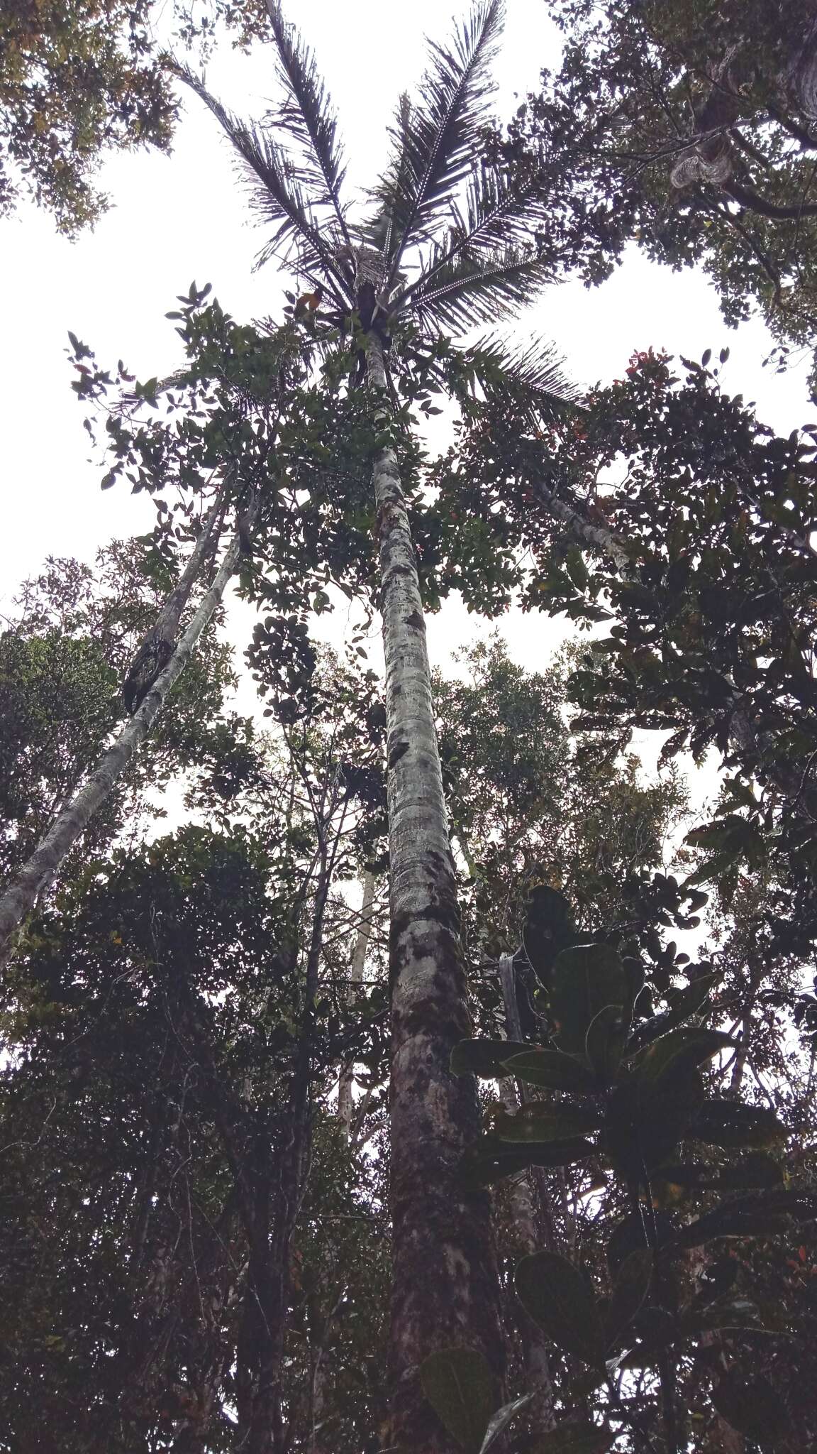 Image of Ravenea madagascariensis Becc.