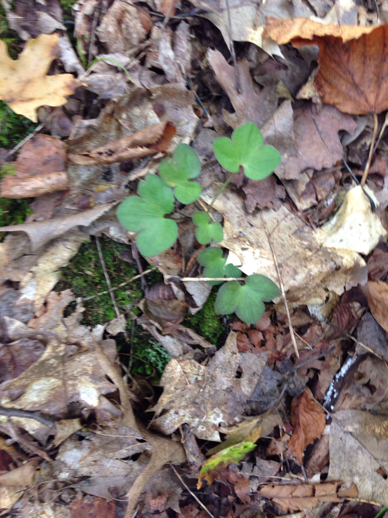 Image of roundlobe hepatica