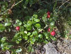 Image of lingonberry