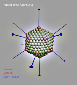 Image of Adenoviridae