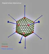 Image of adenovirus