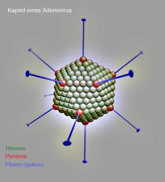 Image of adenovirus