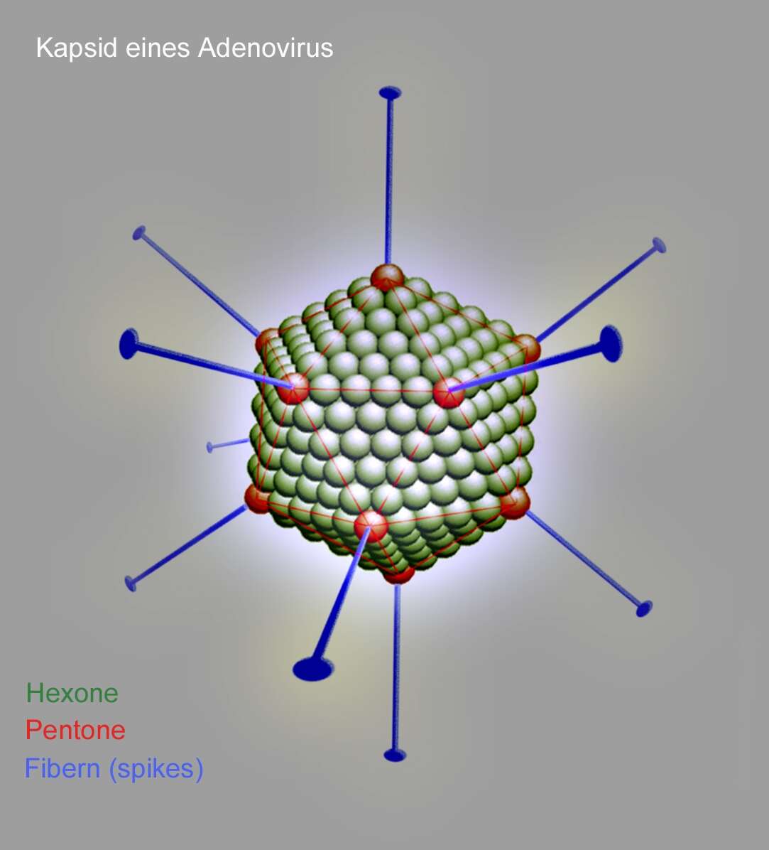 Image of adenovirus