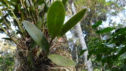 Image of Guarianthe aurantiaca (Bateman ex Lindl.) Dressler & W. E. Higgins