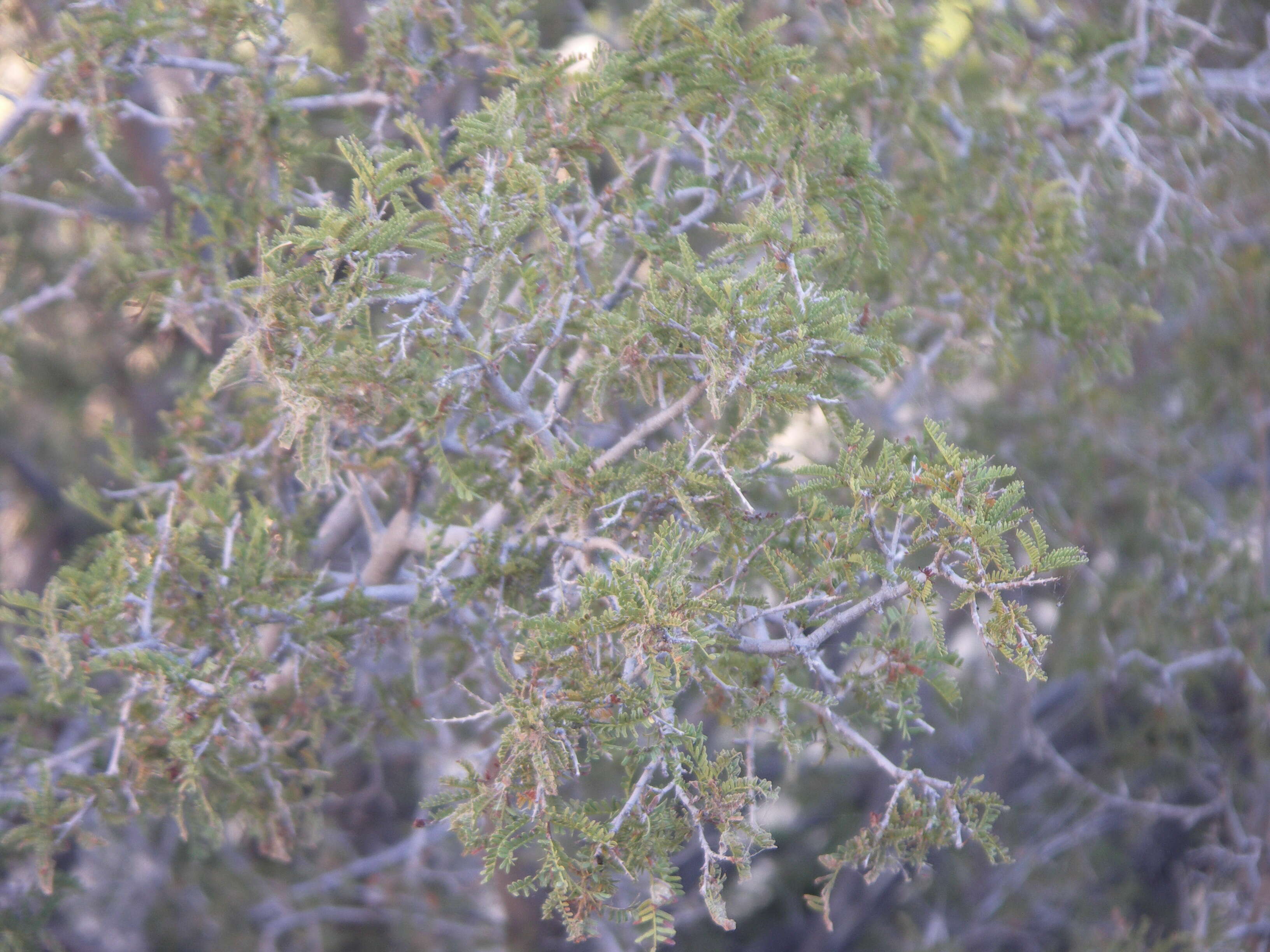 Image of Hottentot's Bean