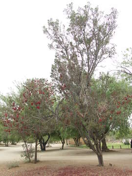 Image of Hottentot's Bean