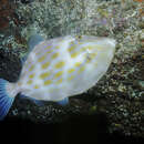 Image of Deep-bodied leatherjacket