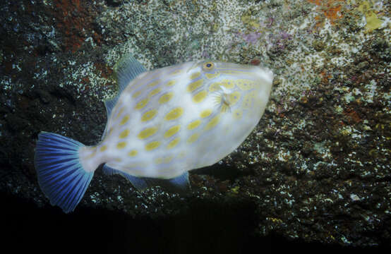 Image of Deep-bodied leatherjacket