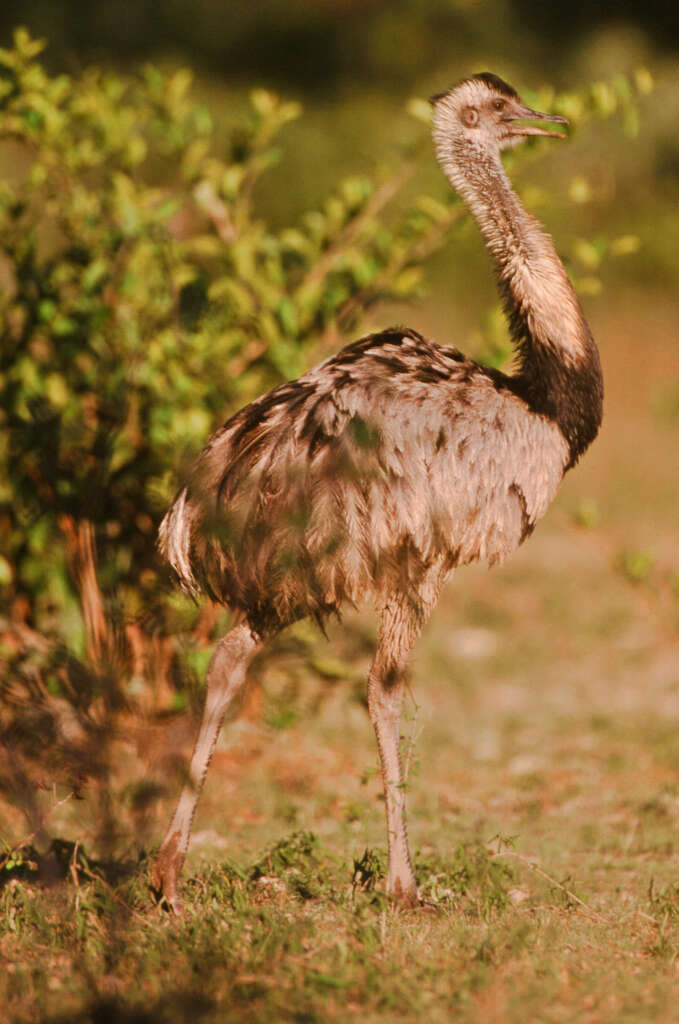 Image of Common Rhea