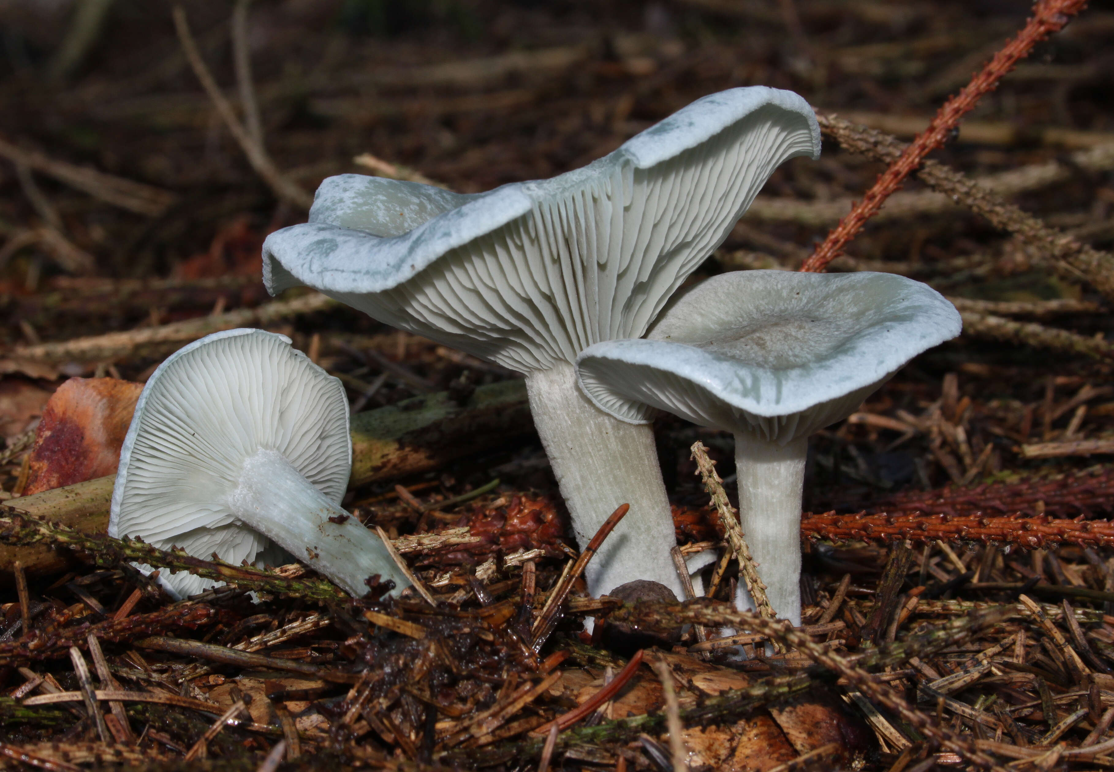 Image of Clitocybe odora (Bull.) P. Kumm. 1871