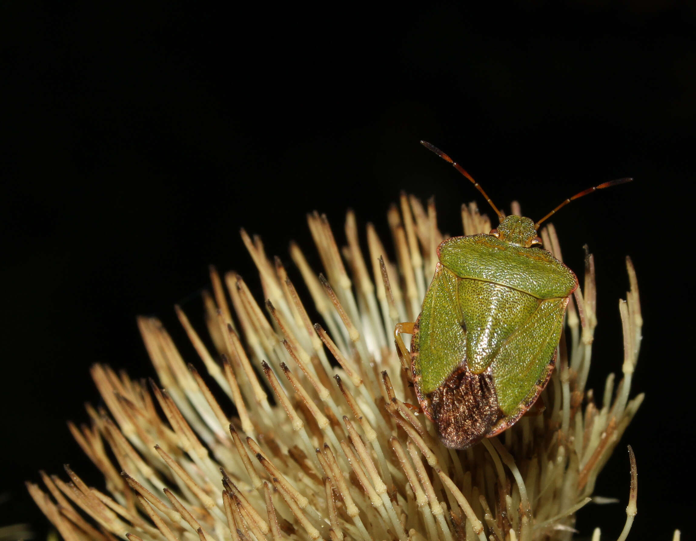 Image of Green shield bug