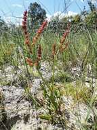 Image of Rumex lativalvis Meisn.