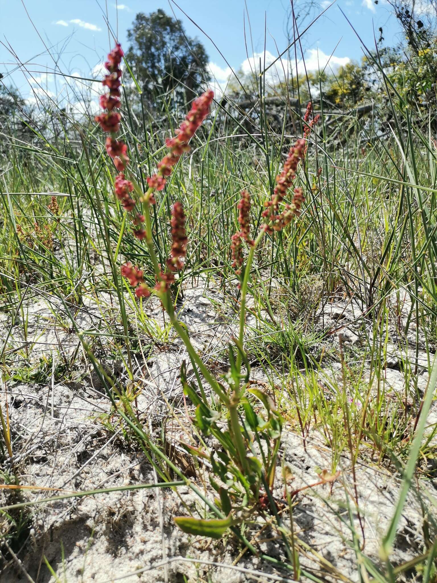 Image de Rumex lativalvis Meisn.