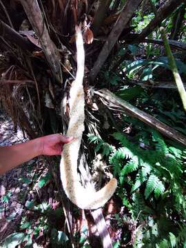 Image of ivory nut palm