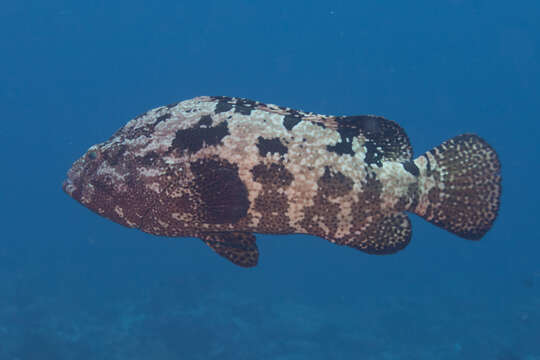 Image of Brown-marbled Grouper