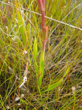 Imagem de Watsonia coccinea (Herb. ex Baker) Baker