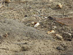 Image of Mexican Fiddler Crab