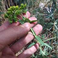 Image of Euphorbia esuliformis S. Schauer