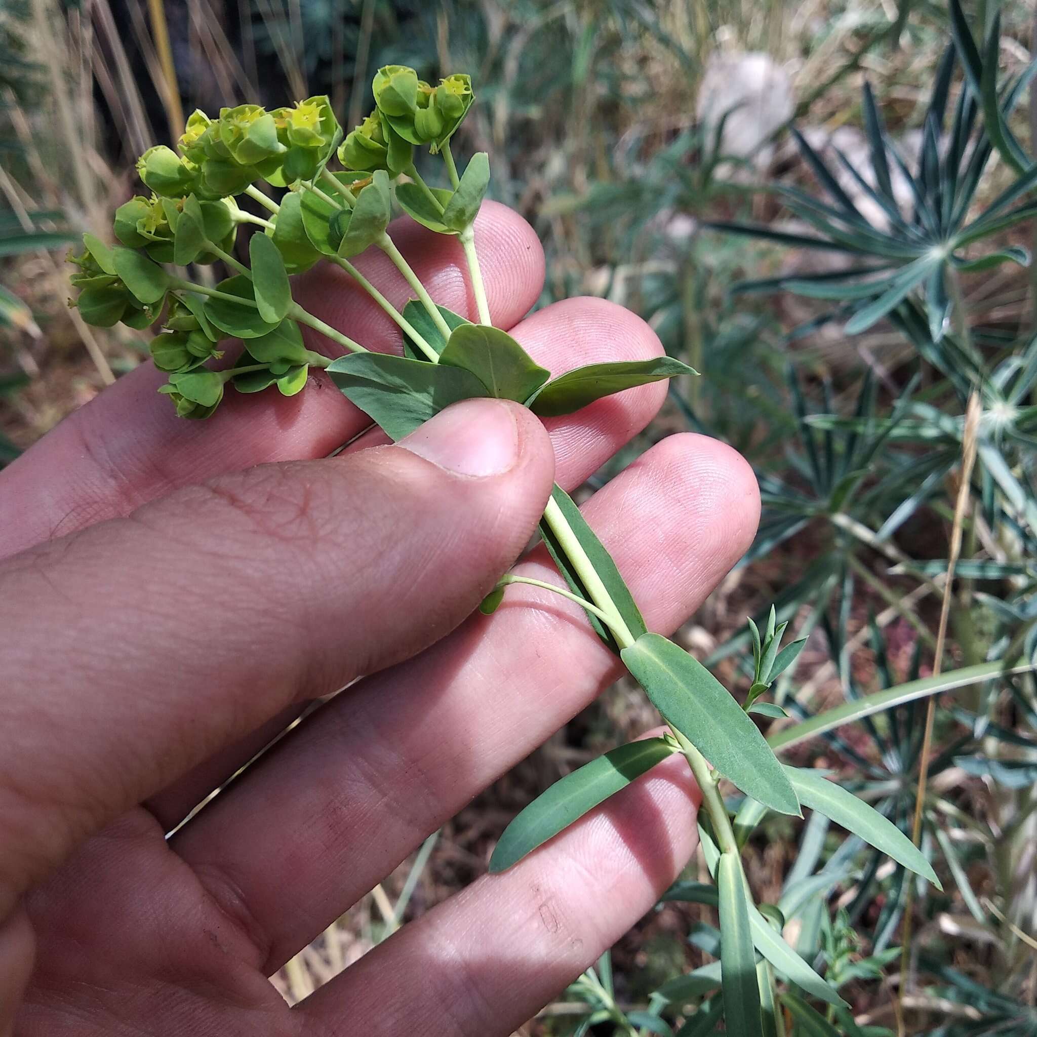 Image of Euphorbia esuliformis S. Schauer