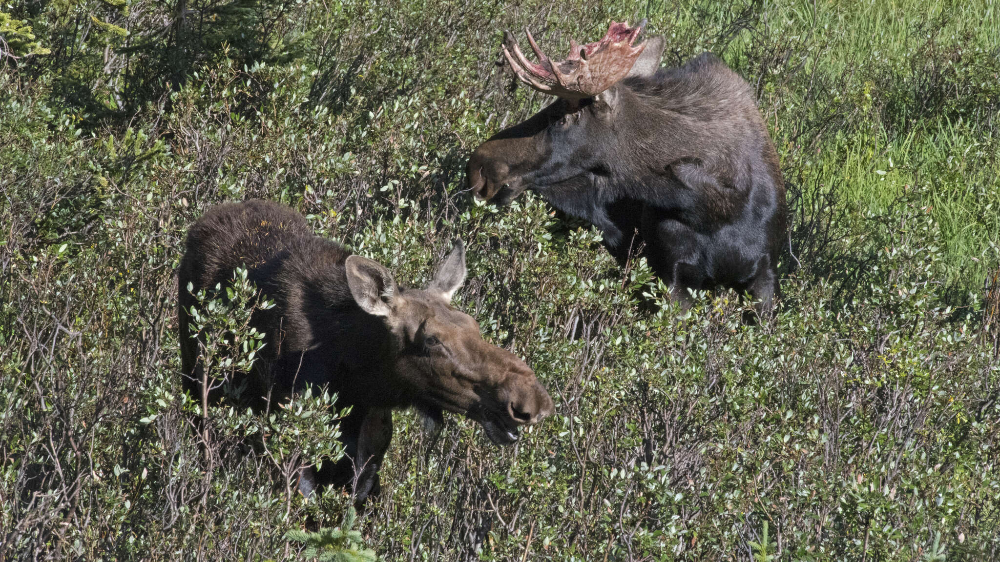 Слика од Alces alces shirasi Nelson 1914