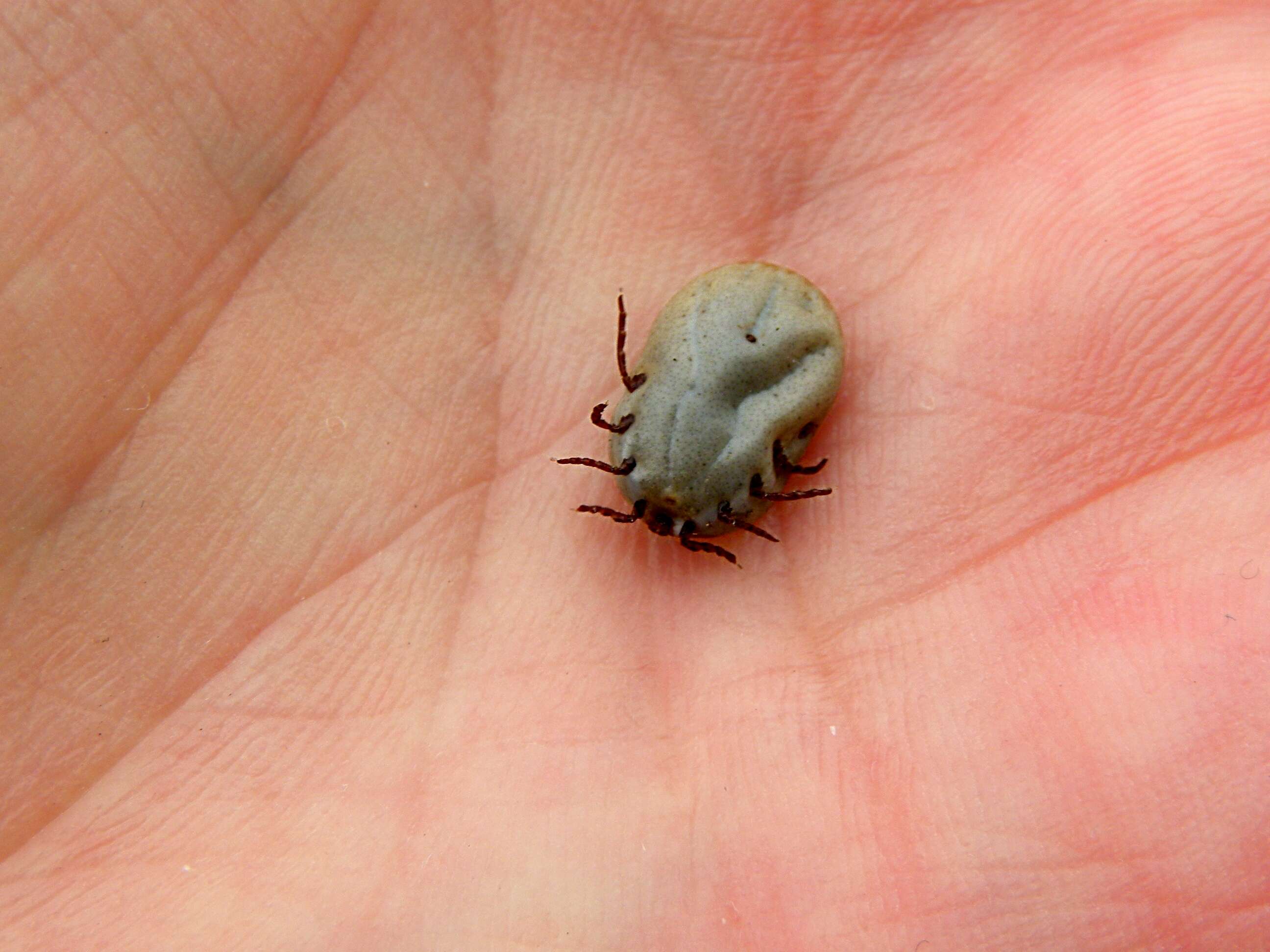 Image of Common sheep tick