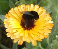 Image of Red tailed bumblebee