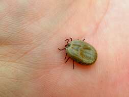 Image of Common sheep tick