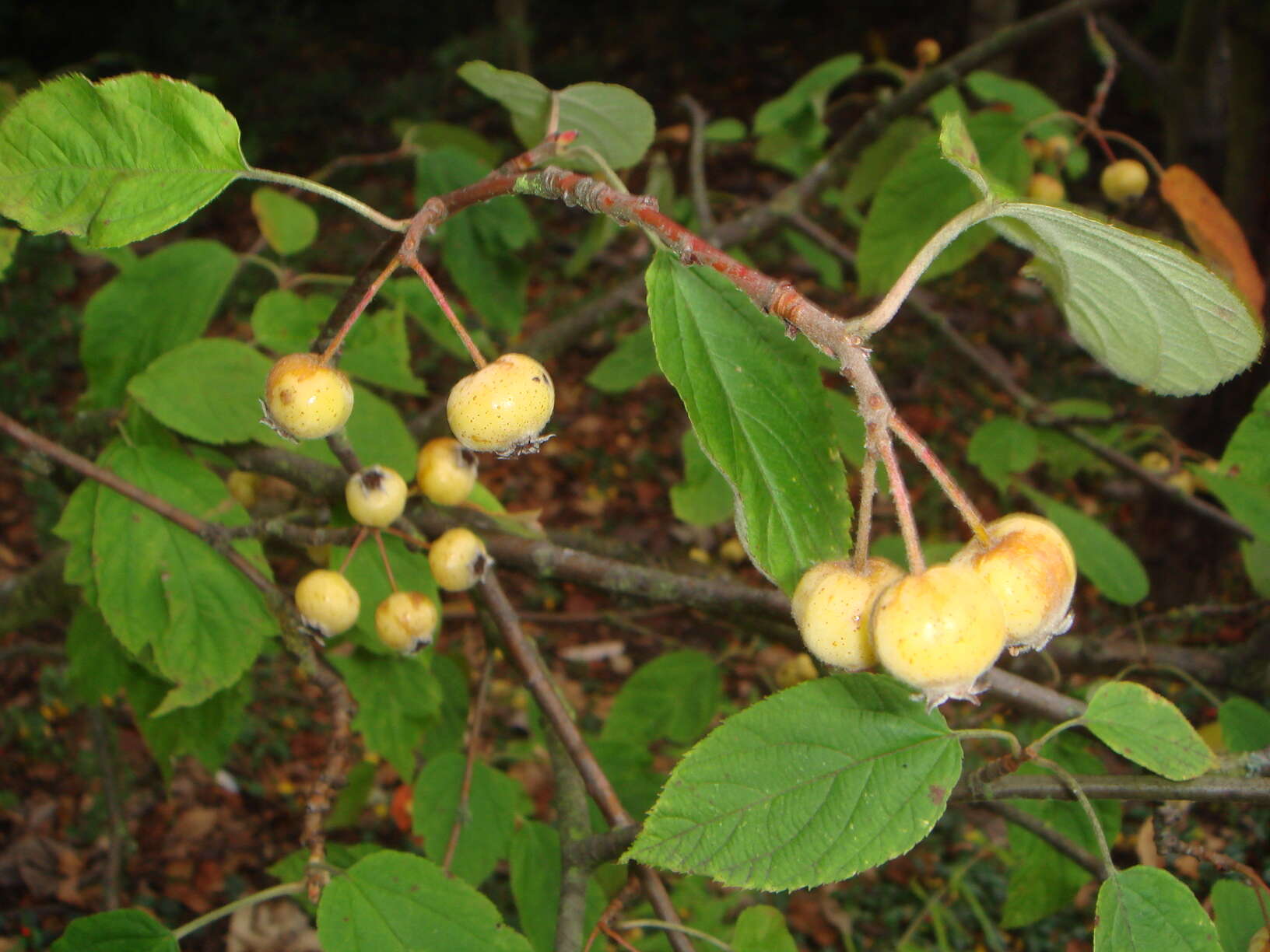 Plancia ëd Docyniopsis yunnanensis (Franch.) Koidz.