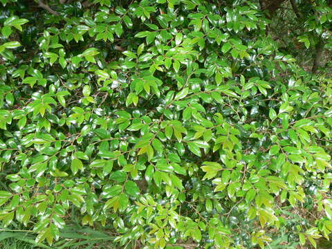 Image of Diospyros whyteana (Hiern) F. White