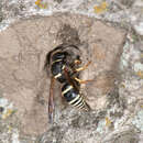 Image of Walden’s Potter Wasp