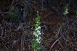 Image de Antirrhinum subcordatum A. Gray