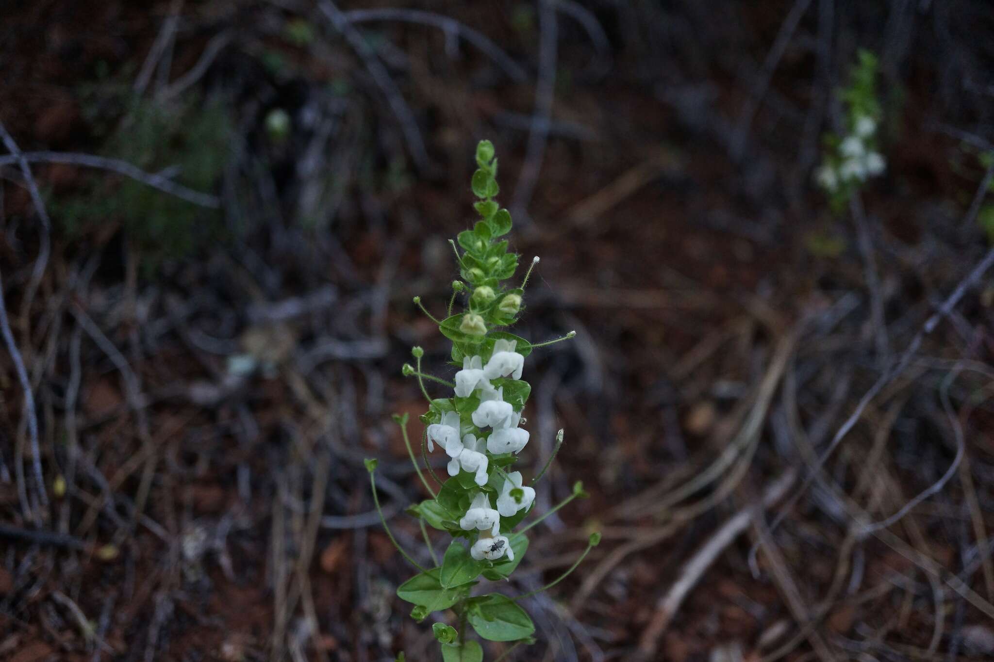 Image de Antirrhinum subcordatum A. Gray