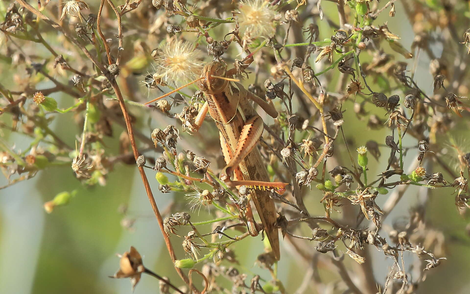 Austracris proxima (Walker & F. 1870)的圖片