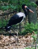 Image of Saddle-billed Stork