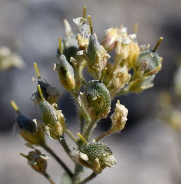 Image of Alyssum repens Baumg.