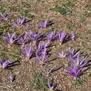 Слика од Colchicum montanum L.