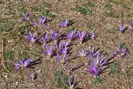 Image de Colchicum montanum L.