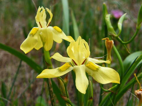 Image of Cape tulip