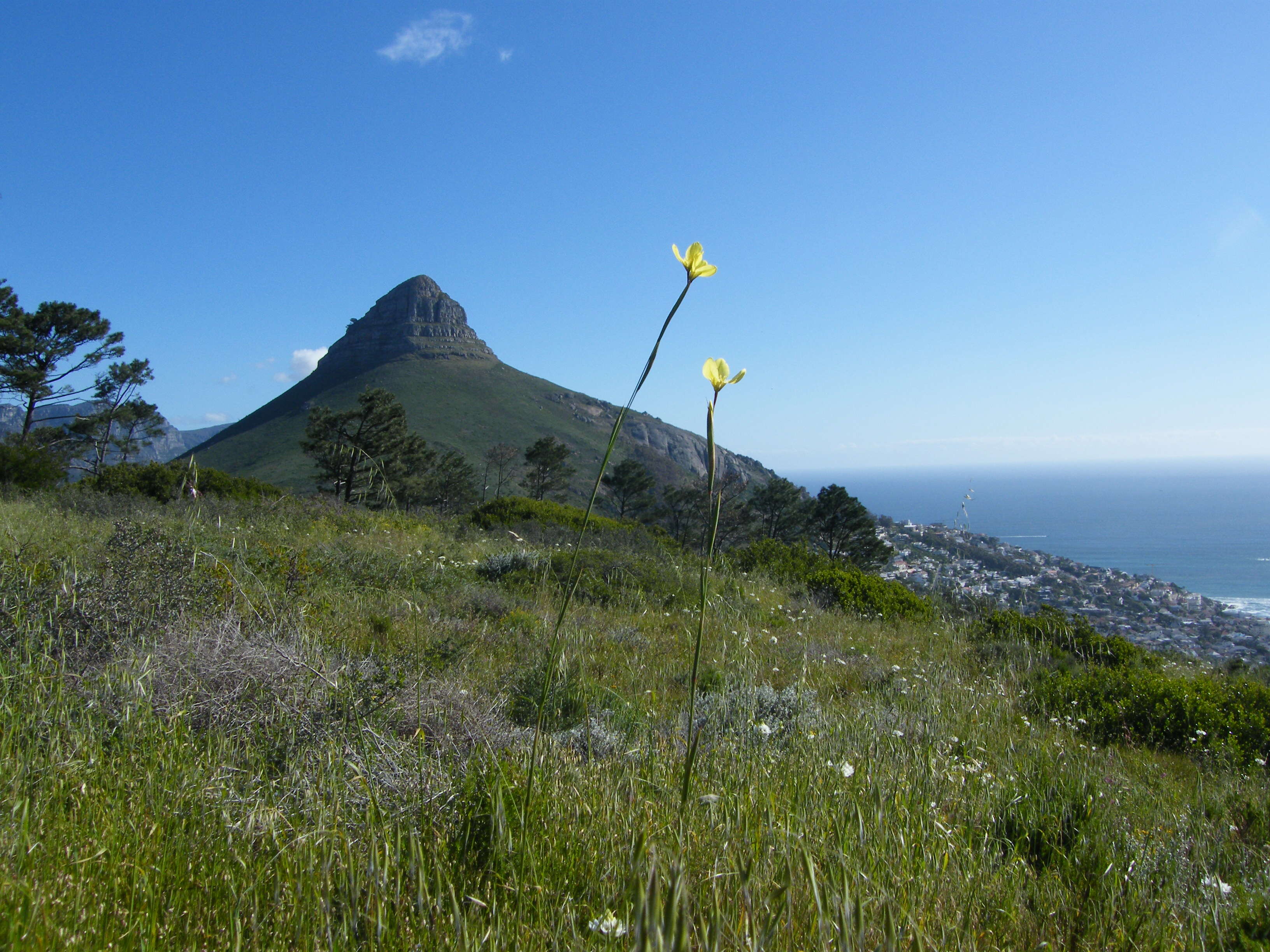 Image of Moraea bellendenii (Sweet) N. E. Br.