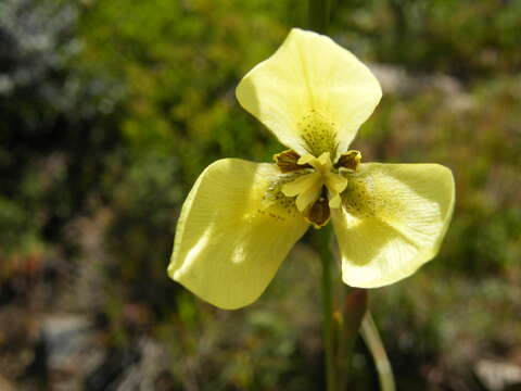 Image of Cape tulip