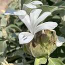 Image of Barleria albostellata C. B. Cl.